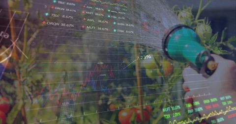 Watering tomatoes with garden hose overlaying stock market charts and growth data