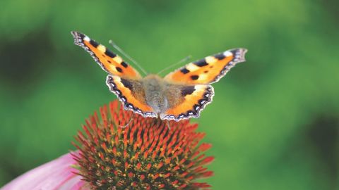 Orange Butterfly Resting on Pink Coneflower in Vibrant Nature Setting