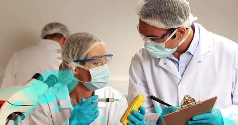 Researchers injecting corn cob with syringe during agricultural biotech food science tests
