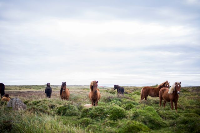 Wild Horses Grazing in Open Grass Field Under Sky - Download Free Stock Photos Pikwizard.com