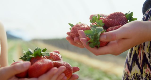 Three hands holding freshly picked strawberries on a bright day in a strawberry field. Ideal for illustrating concepts like organic farming, fresh produce, healthy eating, summer activities, and farm life. Suitable for use in advertisements for pick-your-own farms, agricultural campaigns, and healthy lifestyle promotions.