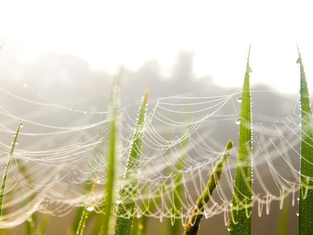 Spider web with morning dew glistening in sunlight stretching across grass blades. Ideal for use in articles, blogs, or websites emphasizing nature’s beauty, photography, or themes related to freshness and morning.
