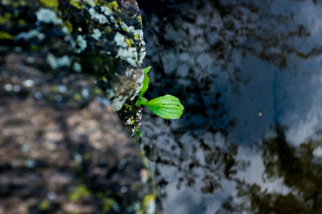 Small plant growing on a rock edge with water reflections below. Capturing a moment of resilience and nature's persistence. Perfect for use in environmental awareness campaigns, motivation in overcoming challenges, and promoting the beauty of nature.