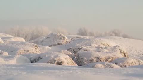 Breeze Stirring Snow Drifting Over Sunlit Frosted Rocks with Distant Tree Horizon at Dawn