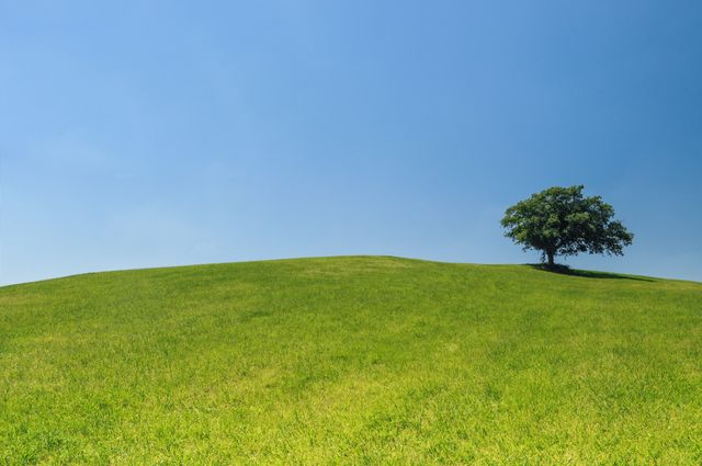 Solitary Tree on Rolling Green Hills under Blue Sky - Download Free Stock Photos Pikwizard.com