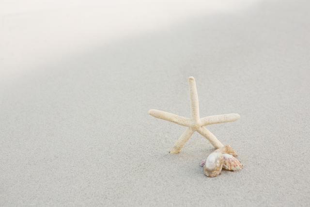 Natural starfish and seashells on sandy beach - Download Free Stock Photos Pikwizard.com