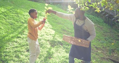 African american father and son harvesting lemons in sunlit backyard orchard, woven basket