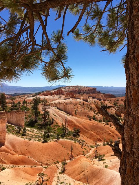 Bryce Canyon National Park with Pine Tree Frame - Download Free Stock Photos Pikwizard.com