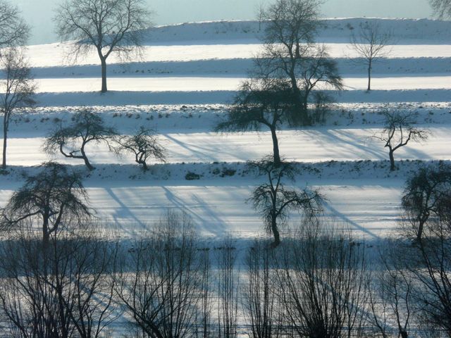 Terraced fields are blanketed in snow, with bare deciduous trees casting long shadows in the winter sunlight. Ideal for depicting winter tranquility, seasonal themes, nature photography, and rural scenery. Useful for backgrounds, greeting cards, winter travel promotions, and environmental awareness materials.