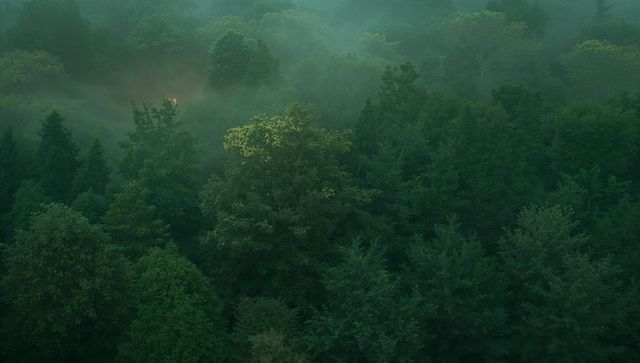 Misty Forest Canopy with Dense Greenery at Dusk