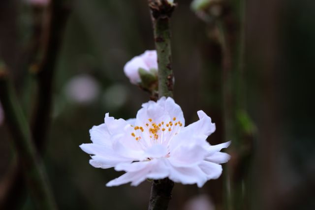 Close-up showing white cherry blossom bloom in spring. Detailed flower with delicate petals showing fine details and natural beauty of the plant. Ideal for use in content related to spring, gardening, nature, botany, floral themes, and seasonal changes. Can be used for blogs, background illustrations, promotional materials, or educational content on plant life.