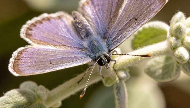 Iridescent blue-purple butterfly perching on fuzzy stem closeup displaying delicate scales