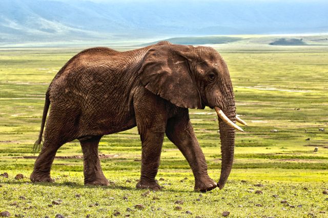 Majestic Elephant Walking in Lush African Savanna - Download Free Stock Photos Pikwizard.com