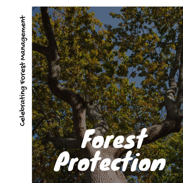 Composite of tree in summer with celebrating forest management and forest protection text. Copy space, nature, awareness, protection and environmental conservation concept.