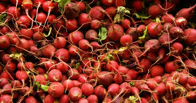 Abundant Harvest of Fresh Red Radishes in Market - Download Free Stock Images Pikwizard.com