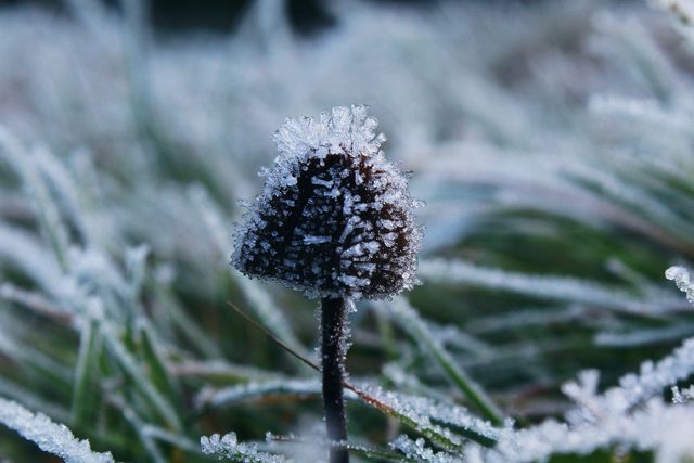 Close-up shot of a mushroom covered in frost, surrounded by frost-covered grass. The intricate ice crystals create a beautiful, wintery scene highlighting the beauty of nature in cold climates. Suitable for themes of winter, nature's beauty, and cold weather.