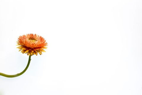 Solitary Orange Crunchy Strawflower Against Minimalist White Background