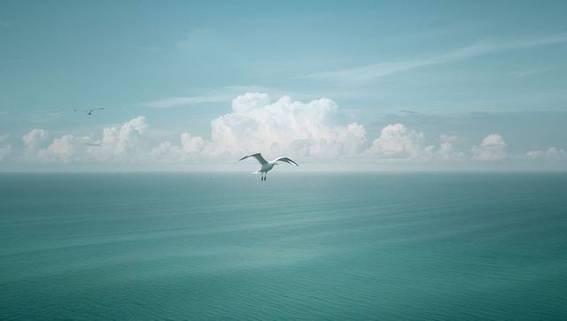 Lone gull gliding above teal ocean with distant cumulus cloud bank