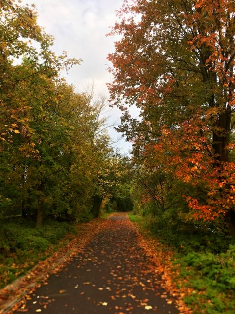 Scenic autumn park path covered with fallen leaves, surrounded by trees with orange and green foliage. Ideal for travel websites, seasonal promotions, outdoor activity blogs, and nature-related content.