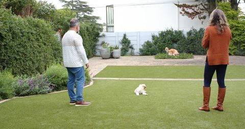 Couple Standing on Manicured Lawn Watching Small Dogs in Contemporary Backyard Patio