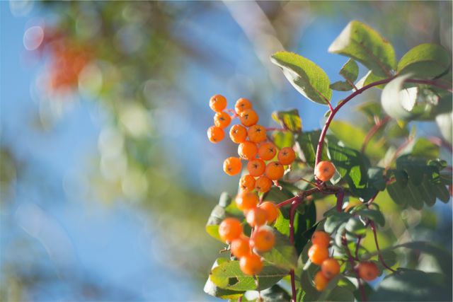 Orange berries trees  - Download Free Stock Photos Pikwizard.com