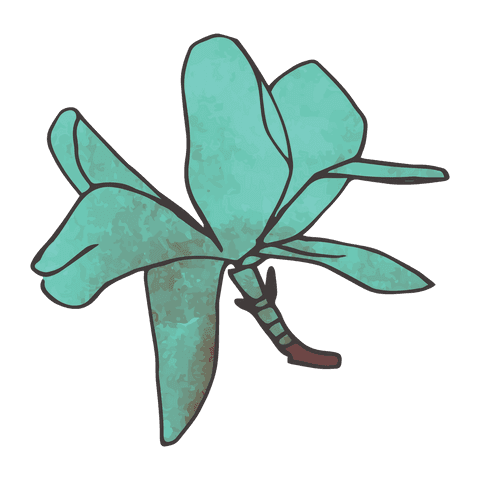 stylized green plant on transparent background - Download Free Stock Videos Pikwizard.com