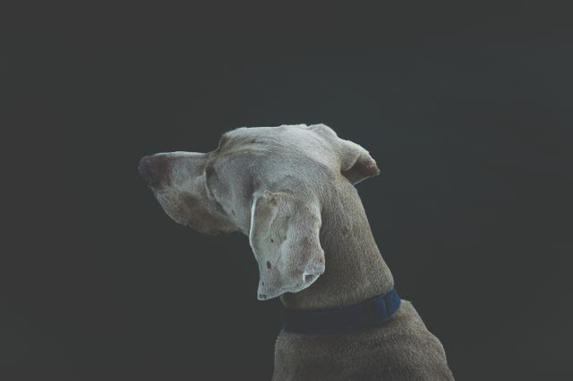 Side Profile of a Weimaraner Dog Against Dark Background - Download Free Stock Photos Pikwizard.com