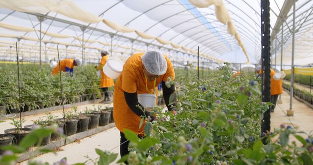 Multiple workers in bright uniforms and hairnets are harvesting crops in a large commercial greenhouse. The orderly arrangement of plants and the protected environment depict a modern approach to agriculture. Ideal for content on agriculture, sustainable farming practices, agronomy, and farm labor marketing. Useful for illustrating teamwork, food production processes, and innovative farming techniques.