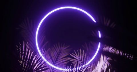 Purple Neon Circle with Palm Leaves on Black Background