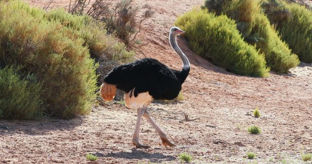 Majestic wild ostrich strolling through arid landscape with sparse vegetation. Ideal for educational materials on wildlife, nature documentaries, African ecosystem studies, and promoting wildlife conservation.