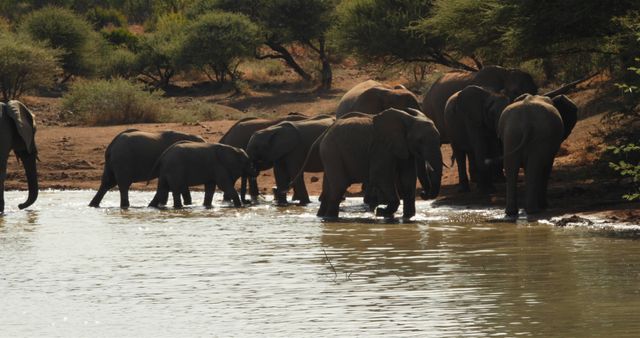 African elephants walking in lake with copy space. Wild animal, wildlife, nature and african animals concept.