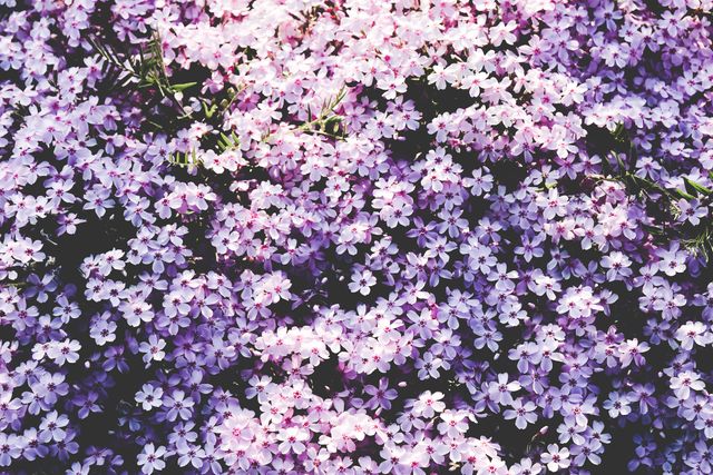 Capturing the natural beauty of vibrant phlox flowers in pink and purple blooming at their peak. Perfect for use in gardening magazines, floral design inspirations, spring-themed promotional materials, or nature backgrounds.