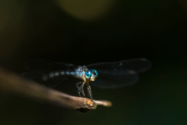 Close-up view of a dragonfly with blue eyes perched on a twig in nature. Ideal for use in articles or promotions about nature, wildlife, insects, and summer themes or for educational materials related to entomology.
