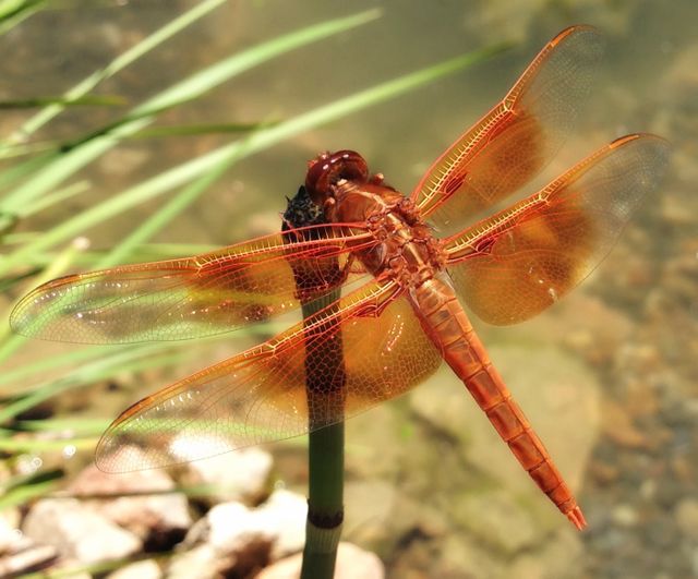 Red Dragonfly on Leaf - Download Free Stock Photos Pikwizard.com
