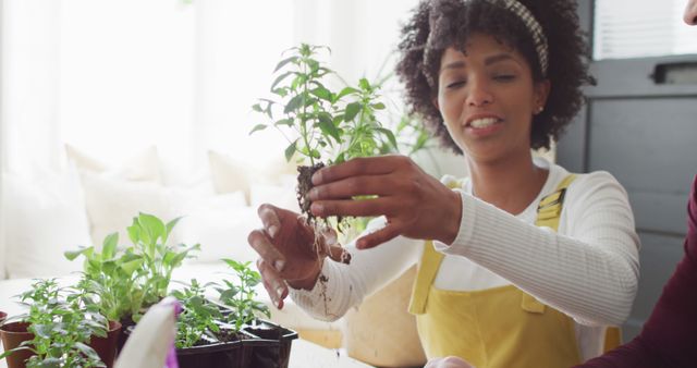 Image of happy diverse couple having fun potting seedlings and tending to plants at home - Download Free Stock Photos Pikwizard.com