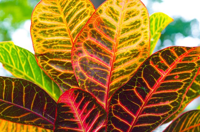 Close-up view of vibrant Croton leaves showcasing striking multicolored patterns and rich textures. Ideal for botanical illustrations, garden magazine covers, nature-related blogs, and decorative wall art. Suitable for conveying themes of diversity, natural beauty, and the intricacies of plant life.