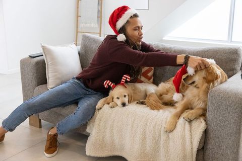 Man placing santa hat on golden retriever with puppy wearing candy-cane antlers on sofa
