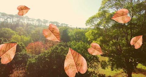 Floating Orange Leaves in Serene Park Set Against a Crisp Autumn Sky