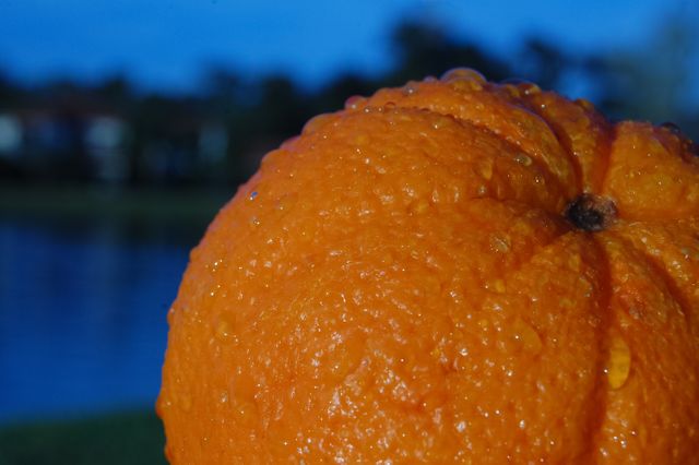 Close-up of Fresh Orange with Water Droplets Glowing in Sunlight - Download Free Stock Photos Pikwizard.com