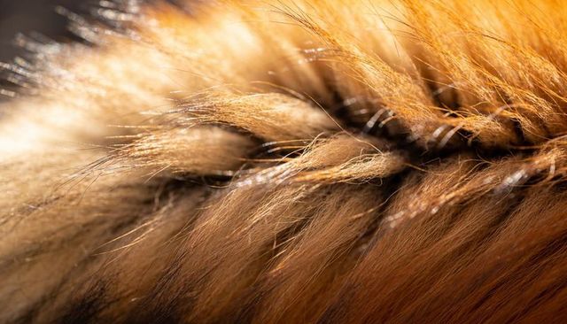 Sunlit golden fur closeup featuring braided tuft and shimmering guard hairs texture