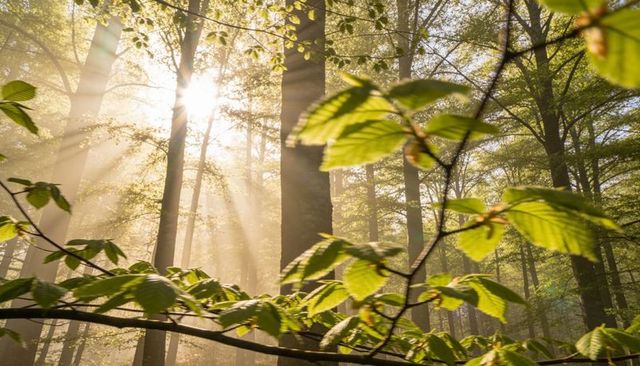 Misty Dawn Sunbeams Illuminating Backlit Green Leaves in Serene Woodland Canopy