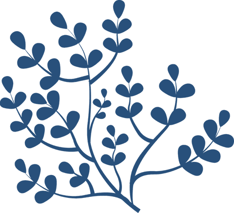 Elegant botanical branch illustration with transparent background