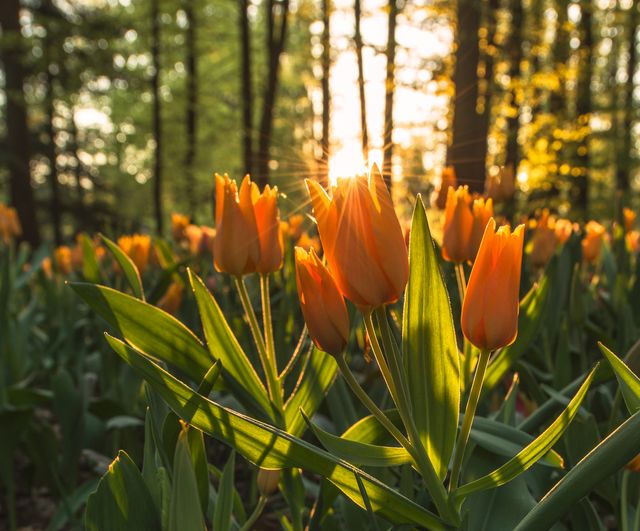 Orange tulips bloom beautifully in a sunlit forest during spring. Sunlight filters through trees, casting a warm glow over the vibrant flowers. Ideal for nature presentations, floral themes, botanical studies, and seasonal displays.