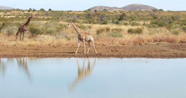 Giraffes walking by lake against grass with copy space. Wild animal, wildlife, nature and african animals concept.