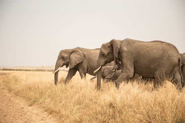 Three elephants walking through grassland savanna with clear sky. Ideal for use in nature documentaries, wildlife education materials, travel brochures, and conservation campaigns.
