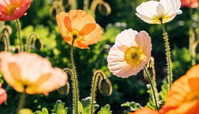 Backlit poppies blooming in sunlit garden with hairy seed pods, warm pastel orange and pink