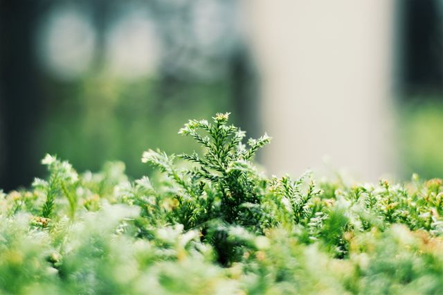 Delicate green foliage emerging in soft focus background, perfect for themes of growth, nature, and tranquility. Ideal for use in advertisements, blogs, websites, or environmental campaigns aiming to promote green living and plant care.
