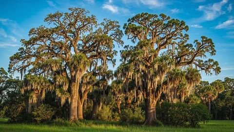 Oak Trees Draped with Spanish Moss in Tranquil Meadow Setting