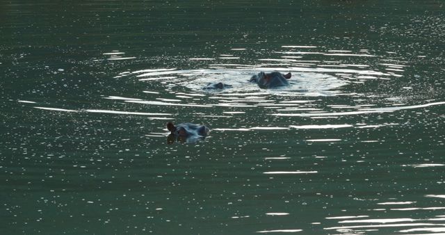 Two hippopotamuses are partially submerged in water, creating ripples on the surface. Ideal for use in nature documentaries, wildlife presentations, educational materials about animals, and any content related to safari adventures or aquatic mammals.