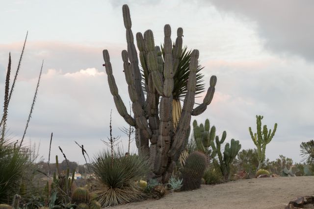 Desert scene with tall cactus plants under a sunset sky. Suitable for nature backgrounds, website banners, environmental awareness materials, or travel promotions highlighting desert regions.